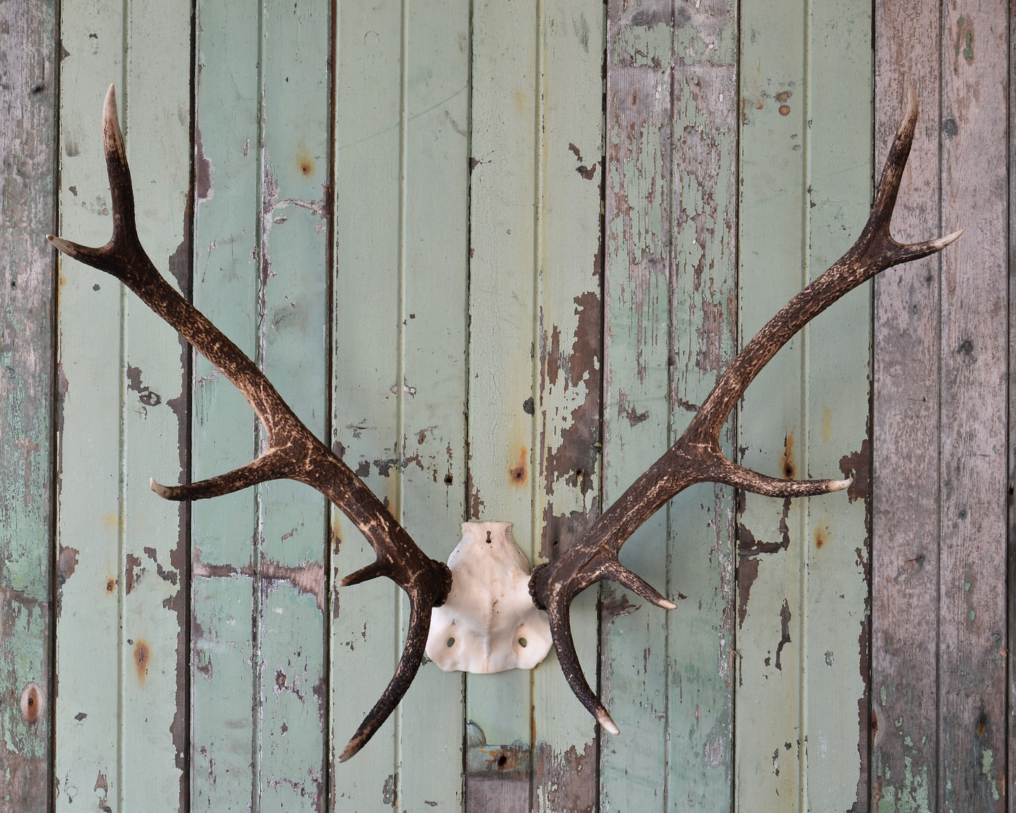 Red Deer Antlers.