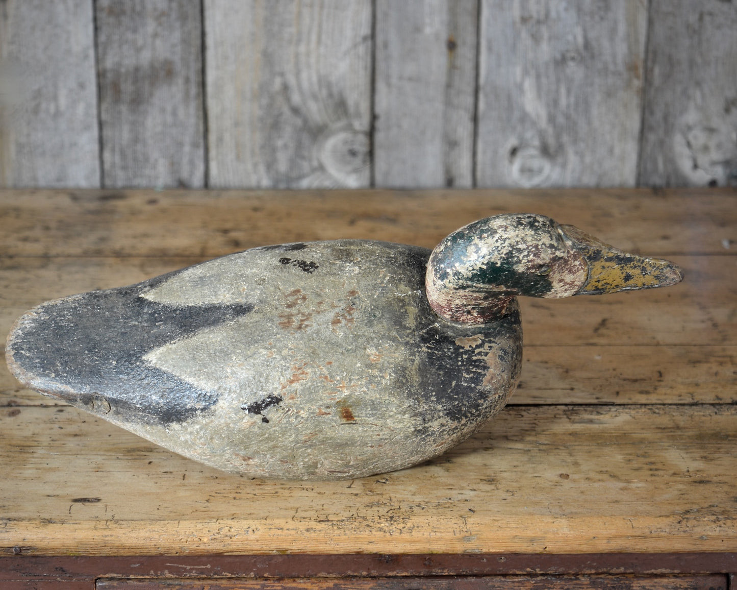 Eider Duck decoy